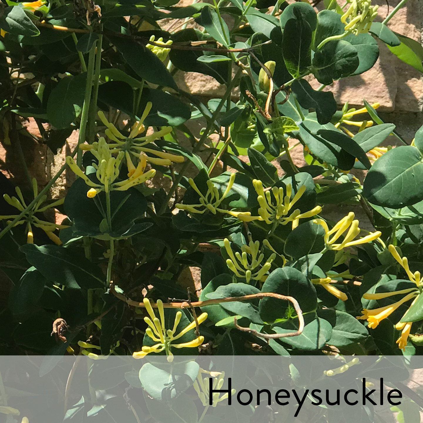 Canon slideshow honeysuckle.png