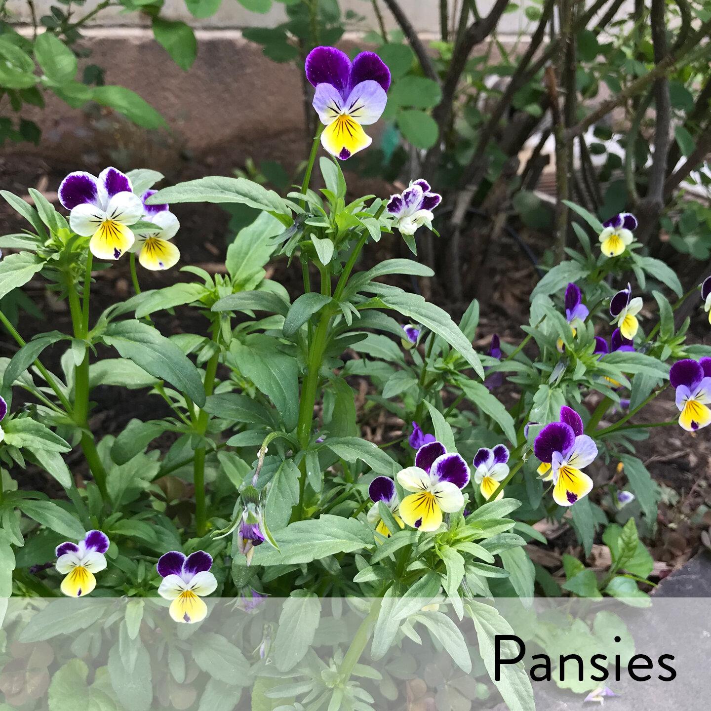 Canon slideshow pansies tricolor.jpg