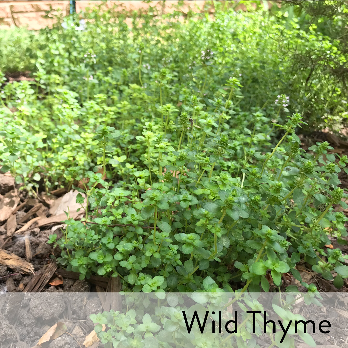Canon slideshow wild thyme.jpg