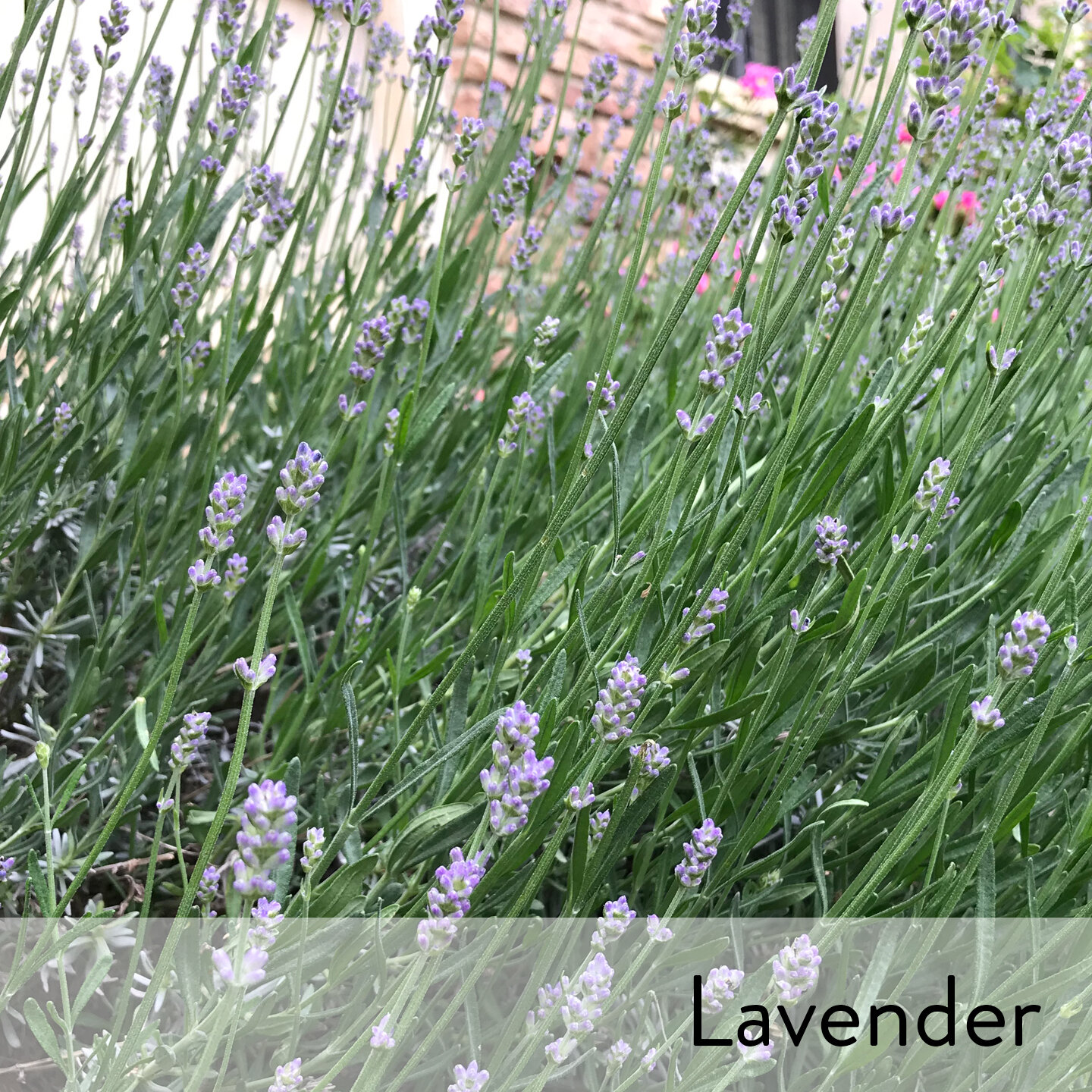 Canon slideshow lavender.jpg