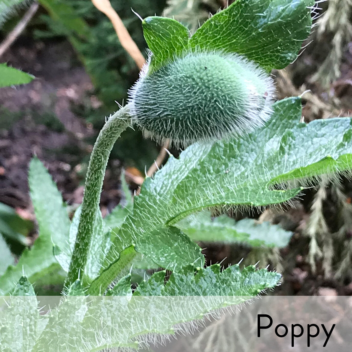 Canon slideshow poppy.jpg