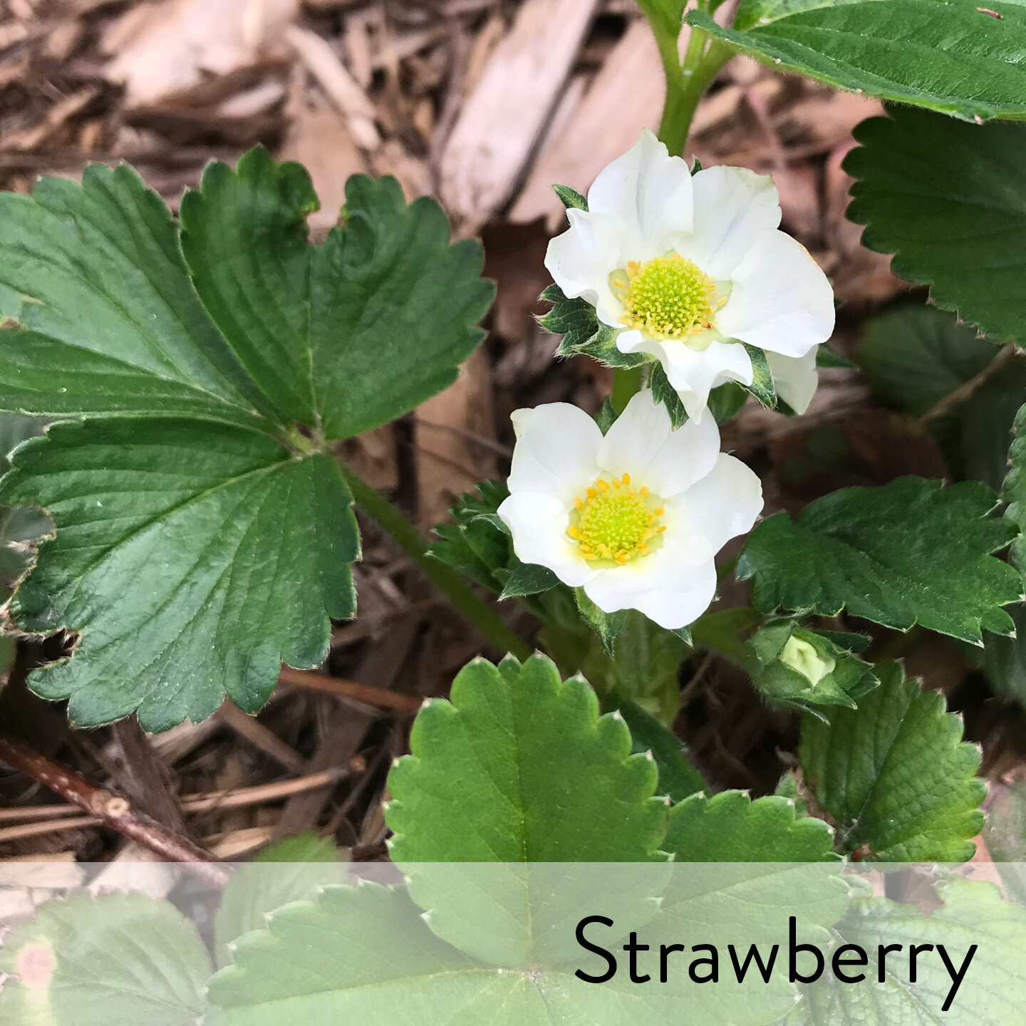Canon slideshow strawberry.jpg