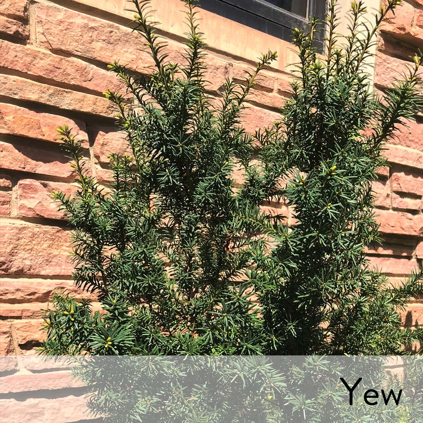 Canon slideshow yew.jpg