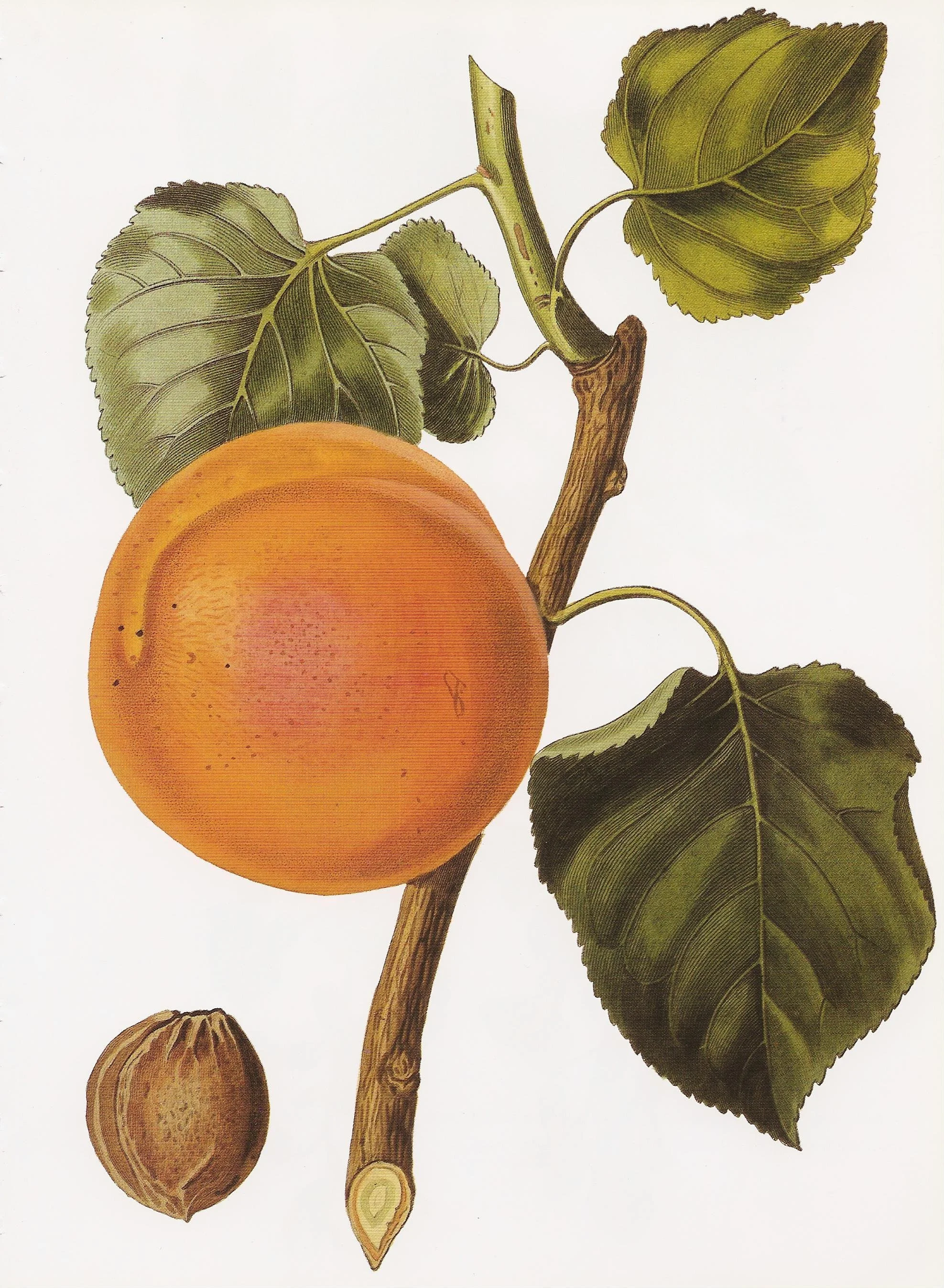 Apricot