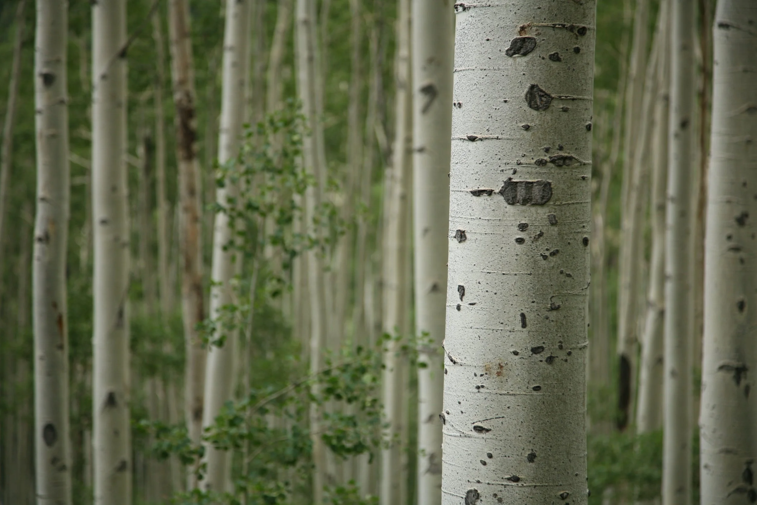 Aspen