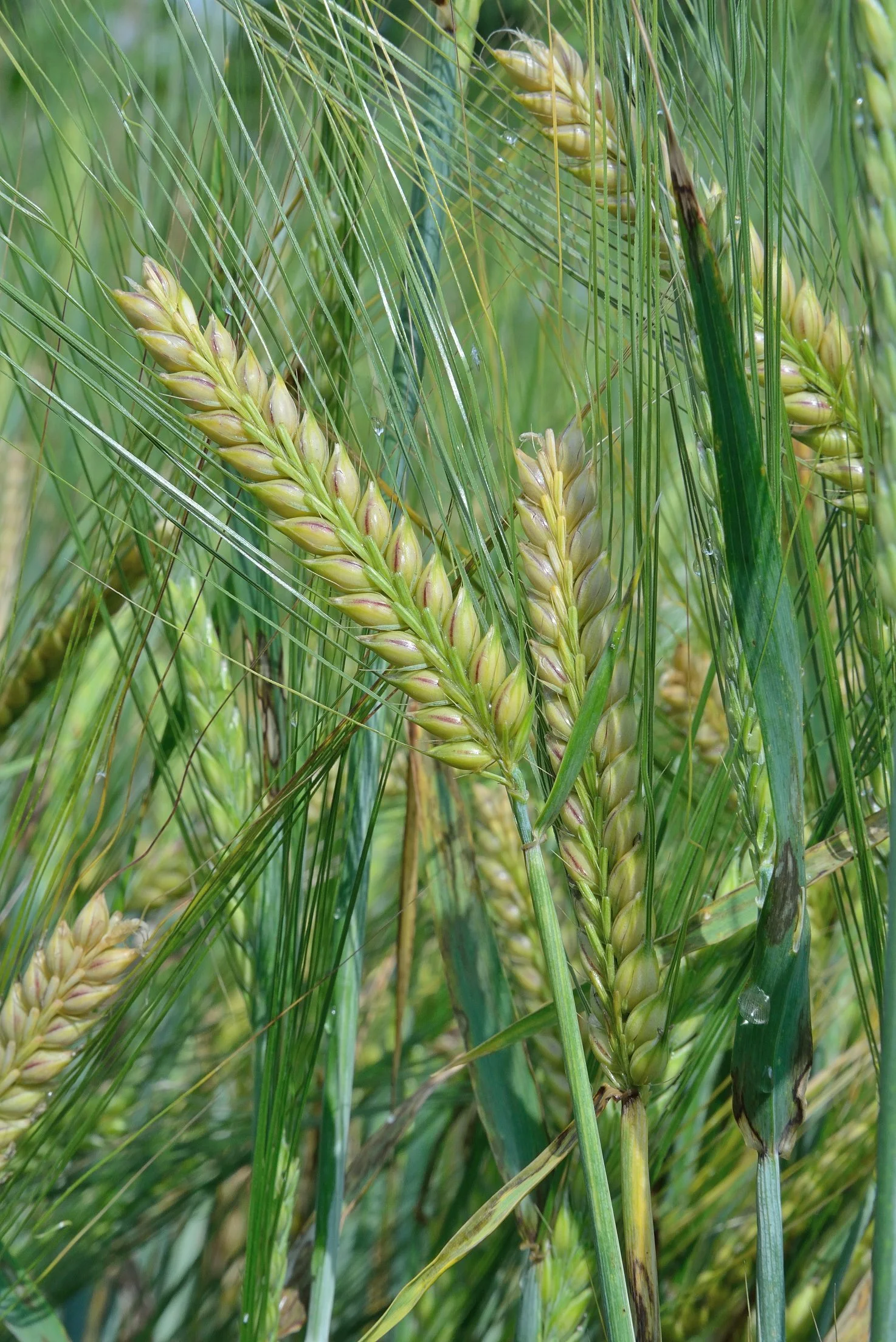 Barley