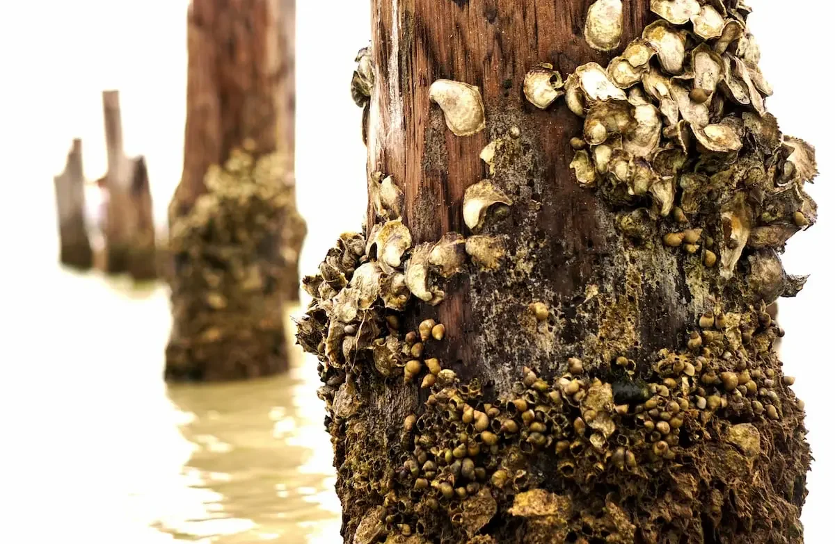 Barnacles