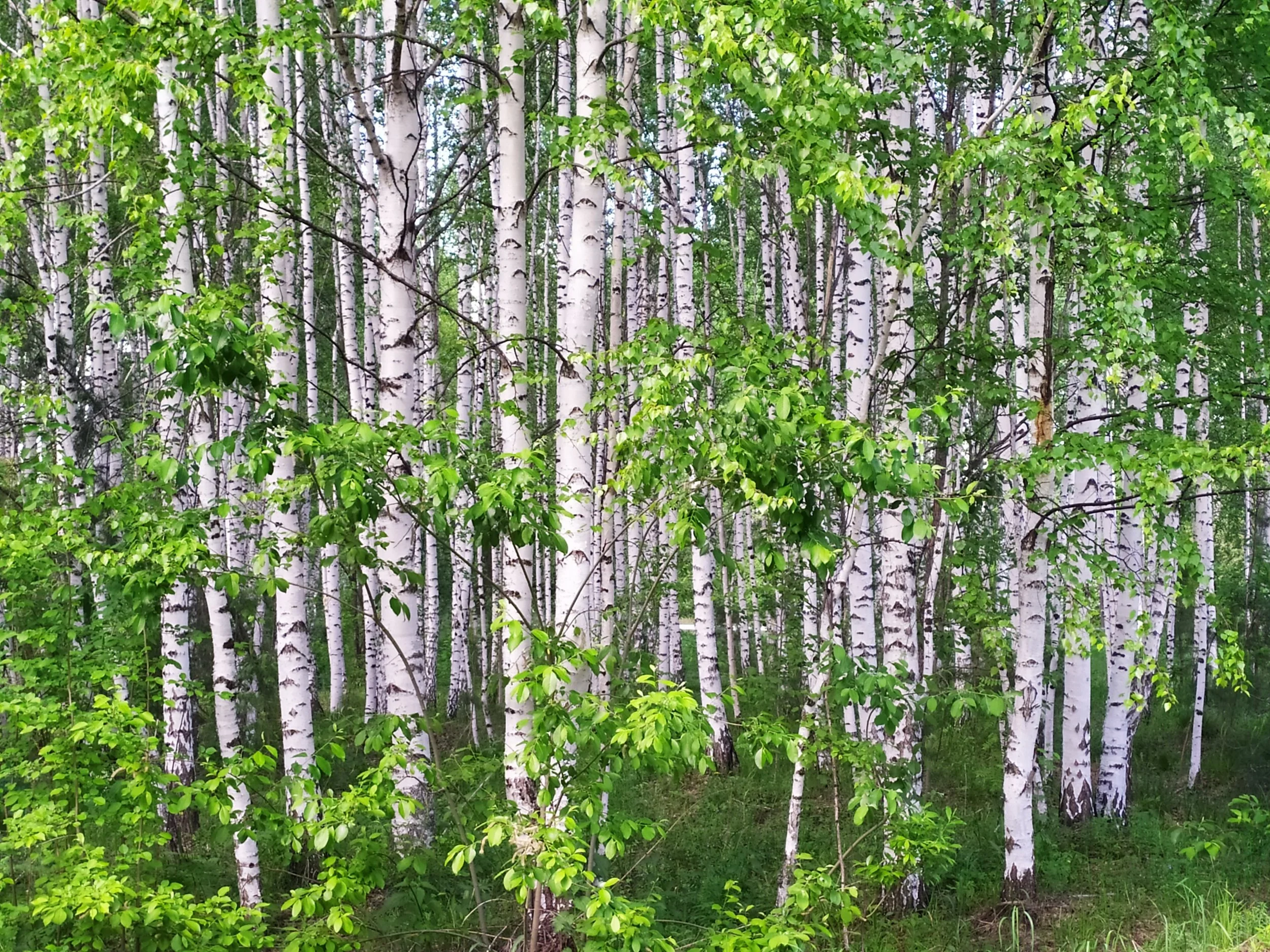 Birch