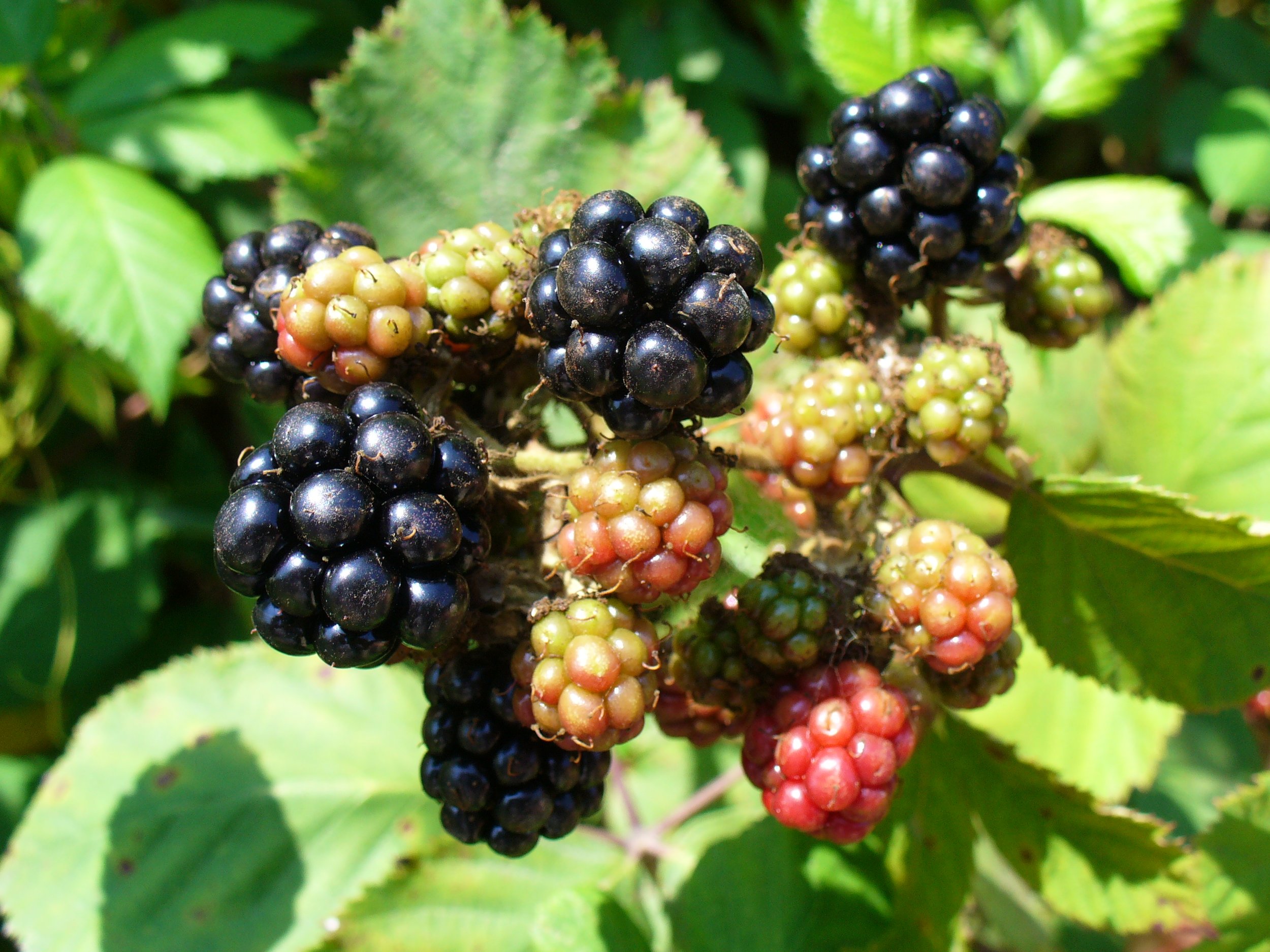 Blackberries