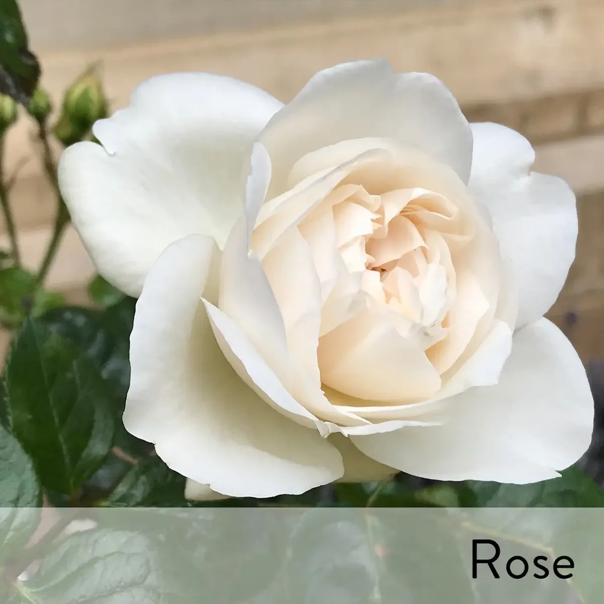 Canon slideshow preach rose2.webp