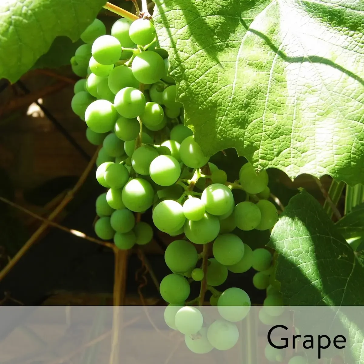 Canon slideshow grape2.webp