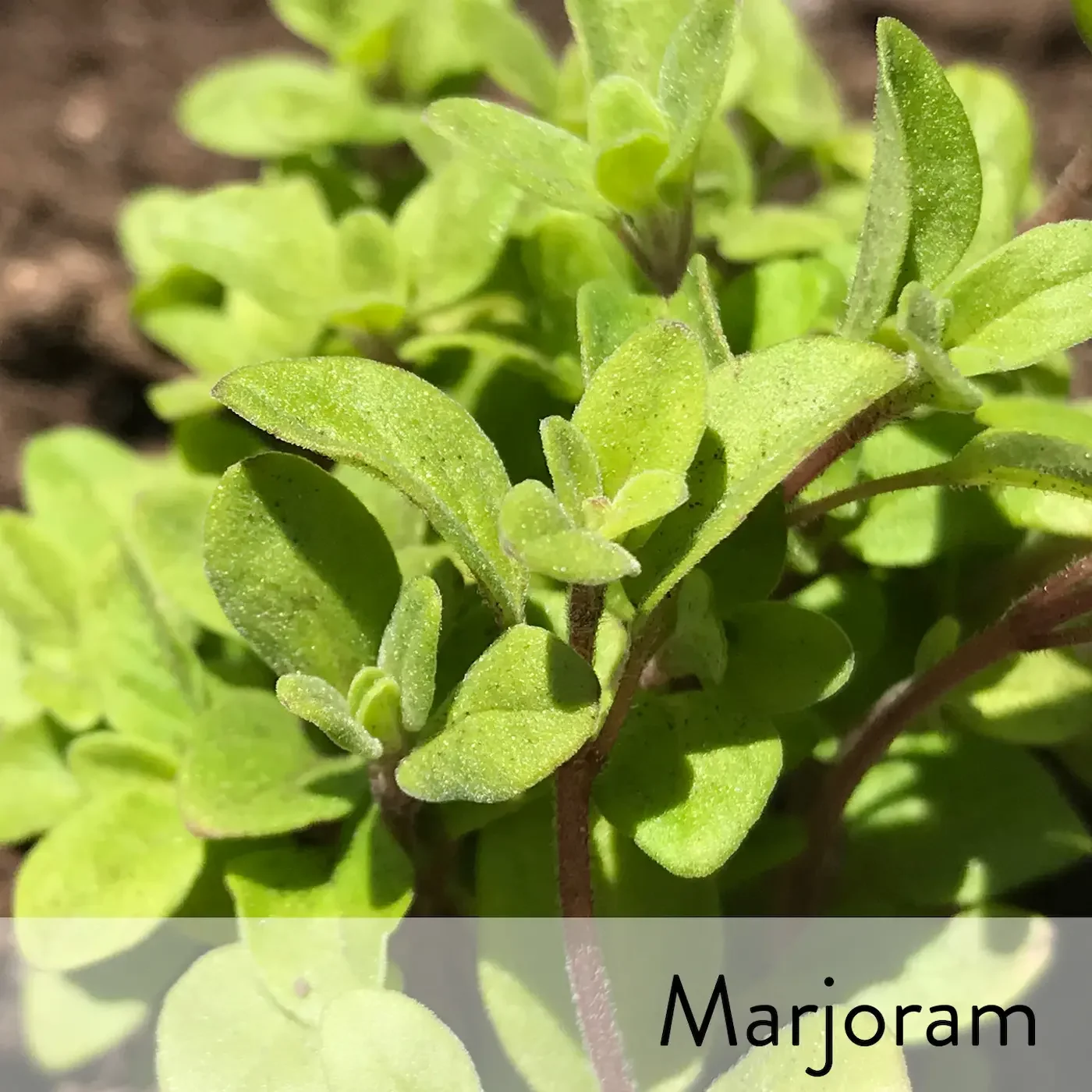Canon slideshow  marjoram2.webp