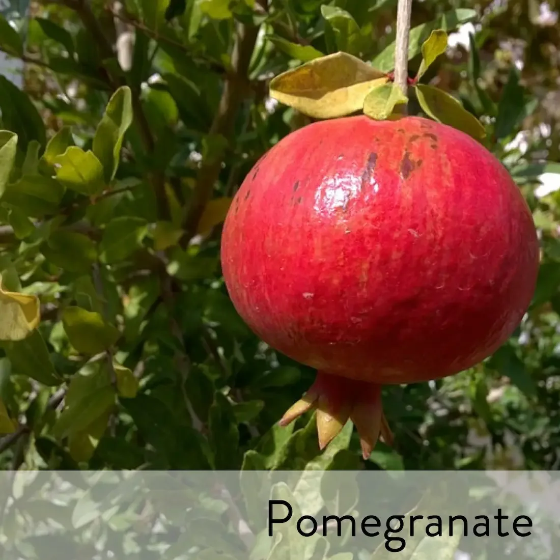 Canon slideshow pomegranate2.webp