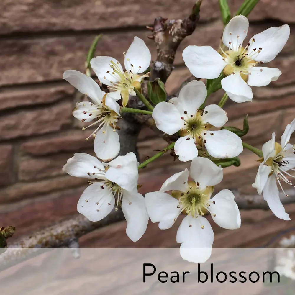 Canon slideshow pear blossom2.webp