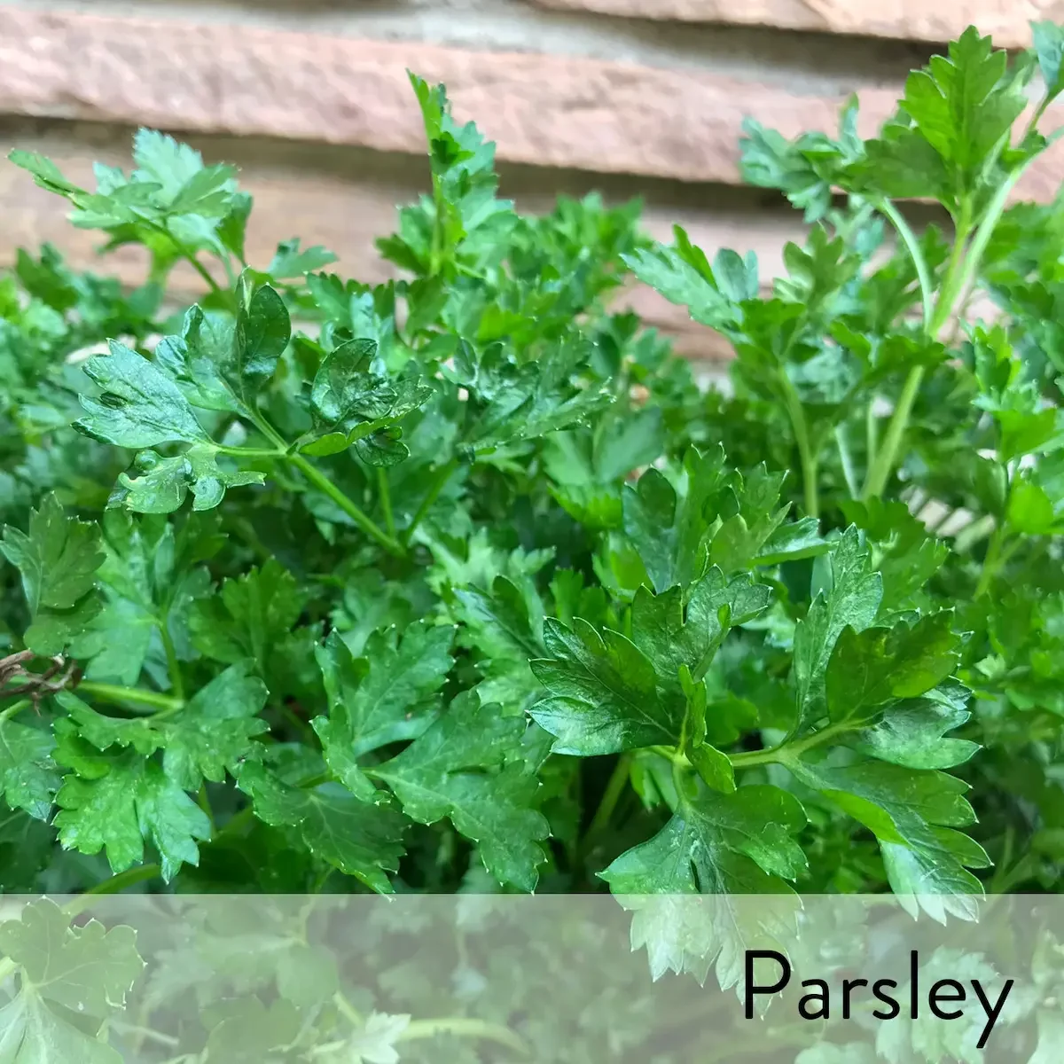 Canon slideshow parsley2.webp