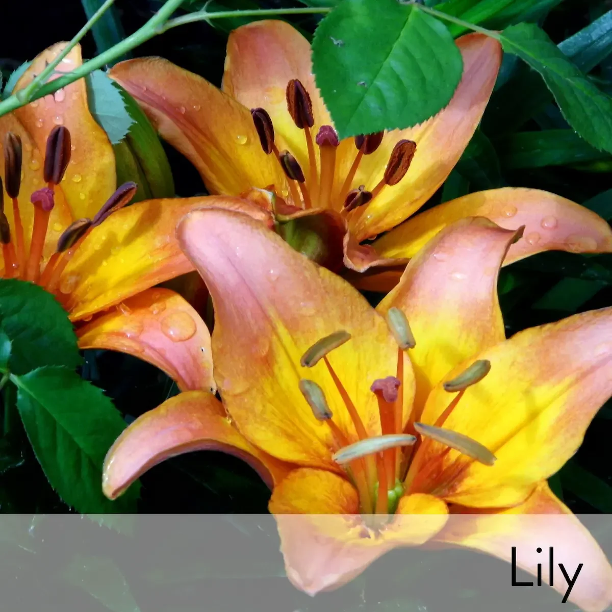Canon slideshow  lily2.webp