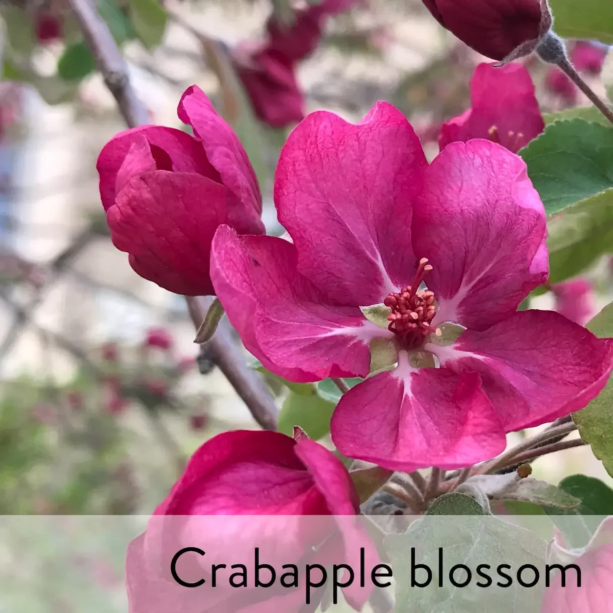 Canon slideshow crabapple.webp