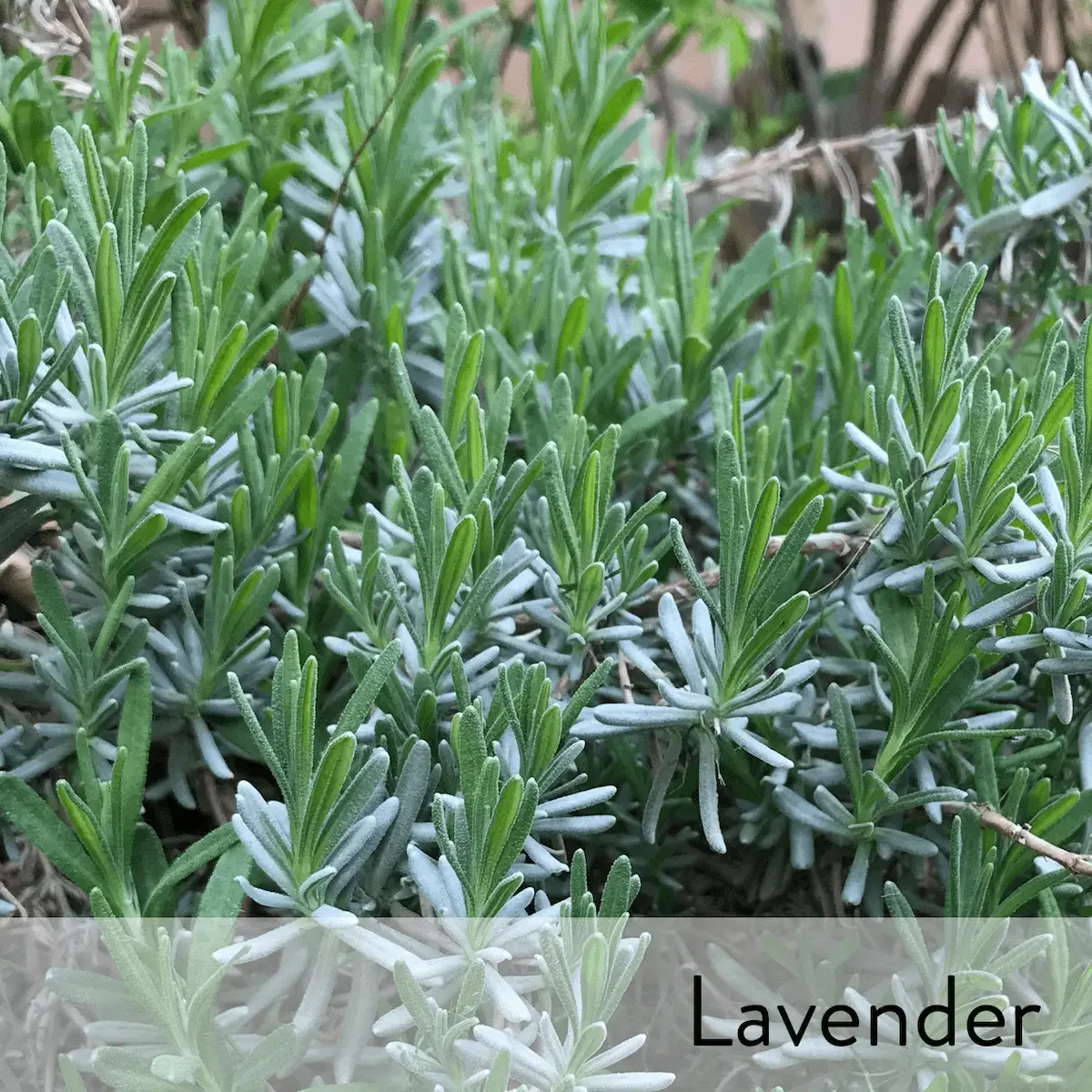Canon slideshow lavender2.webp
