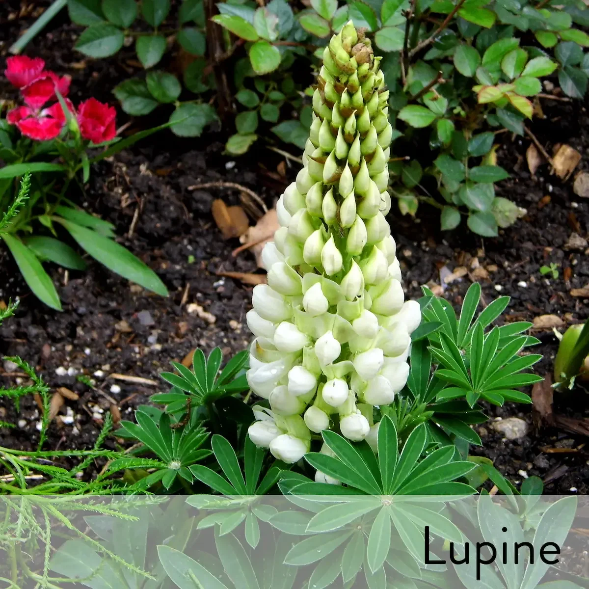 Canon slideshow lupine.webp