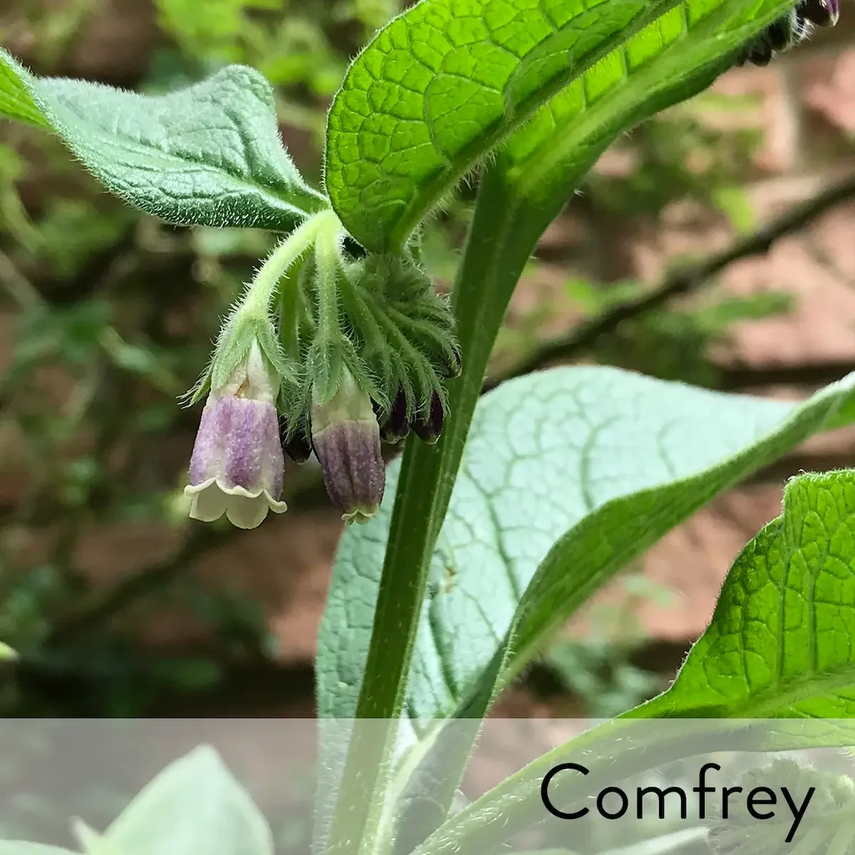 Canon slideshow comfrey.webp