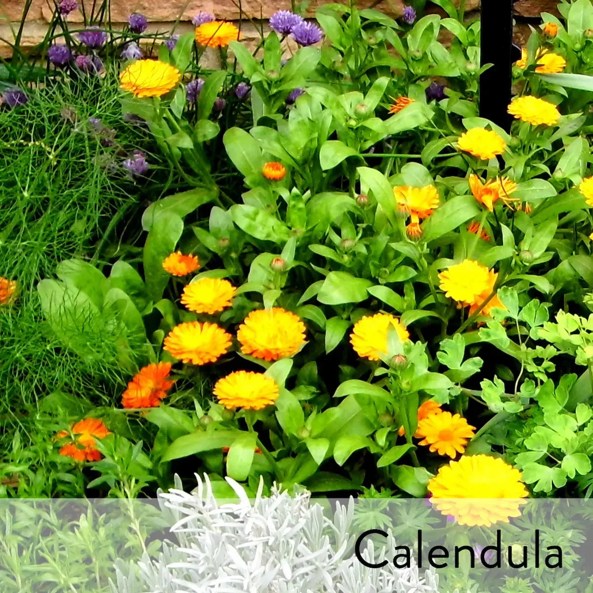 Canon slideshow calendula.webp