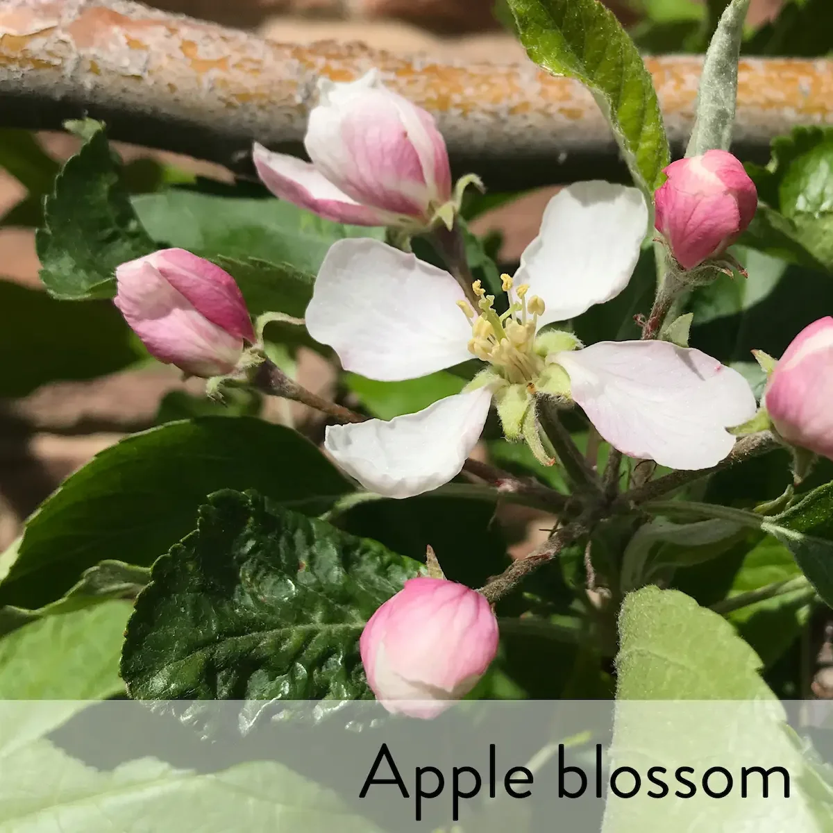 Canon slideshow  apple blossom2.webp