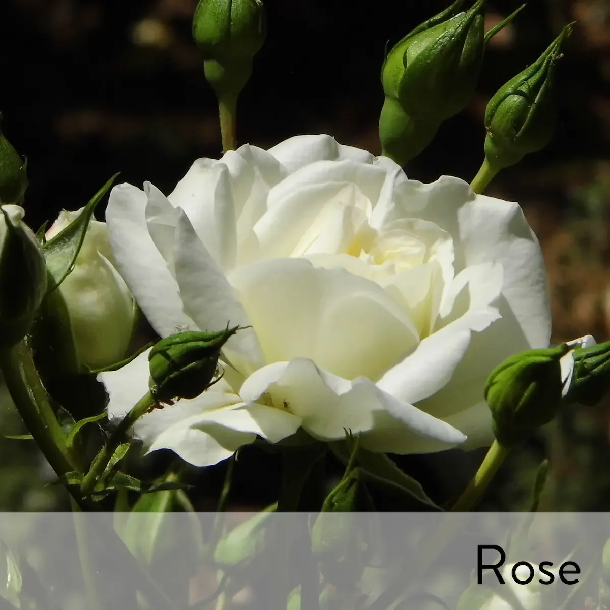 Canon slideshow Desdemona rose2.webp