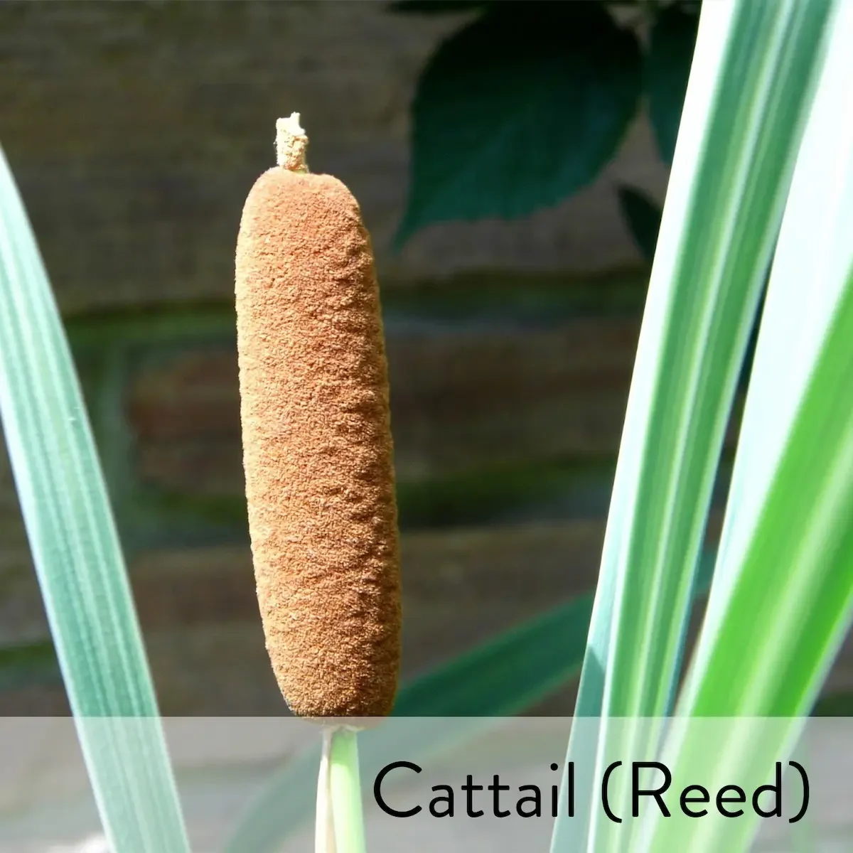 Canon slideshow  cattail2.webp