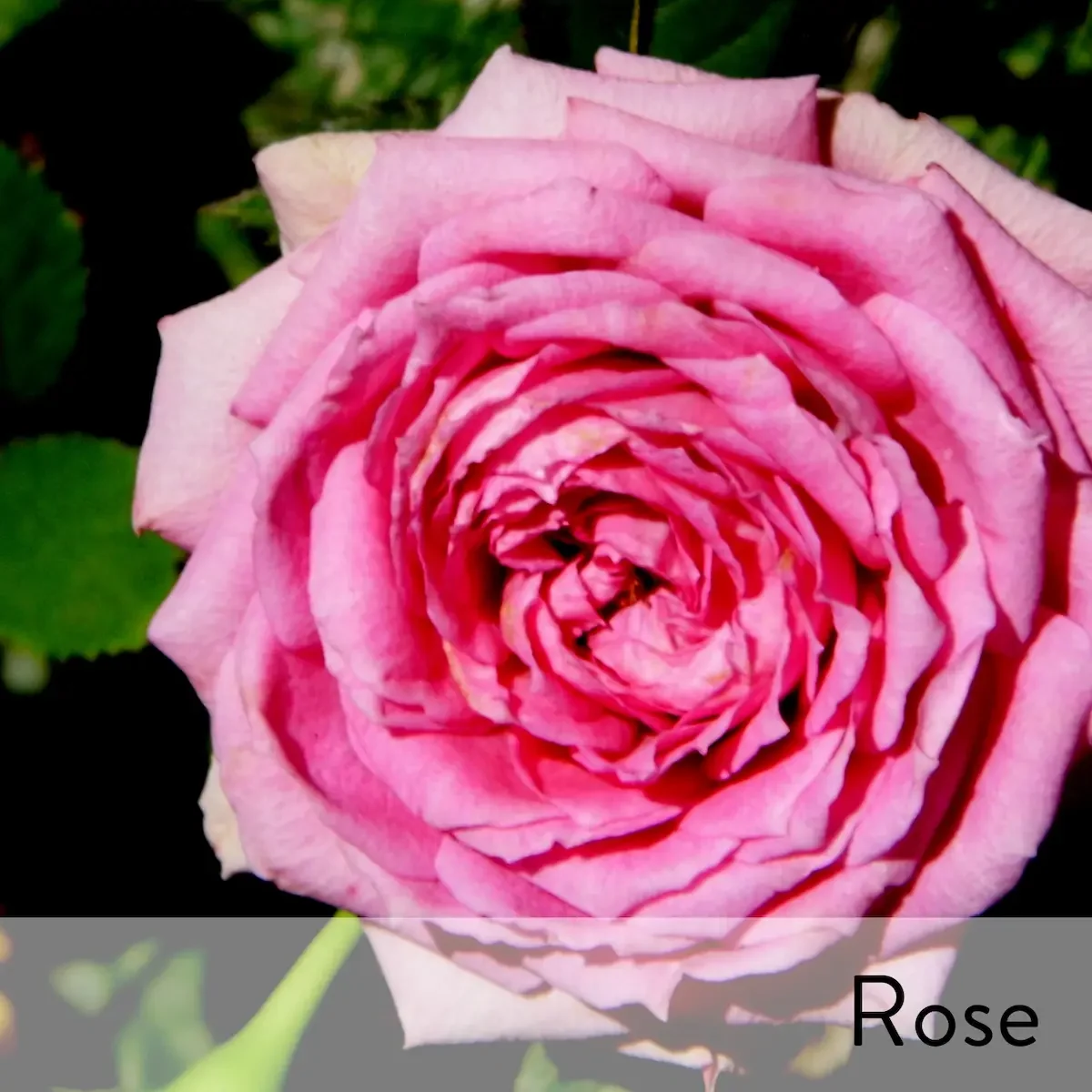 Canon slideshow pink rose2.webp