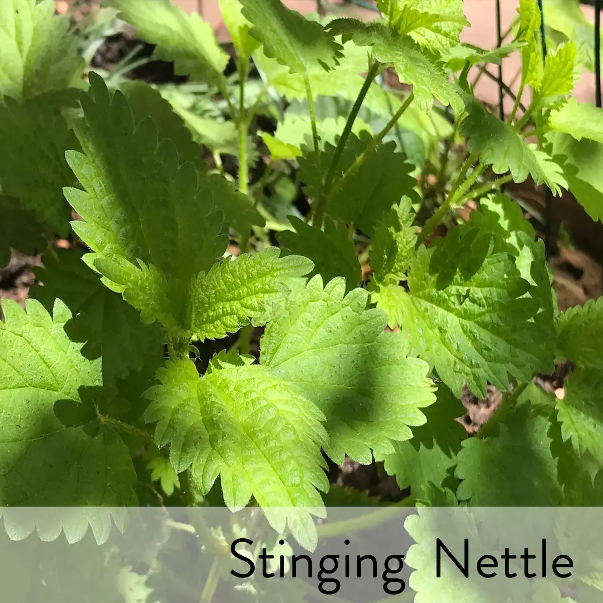 Canon slideshow  nettle2.webp