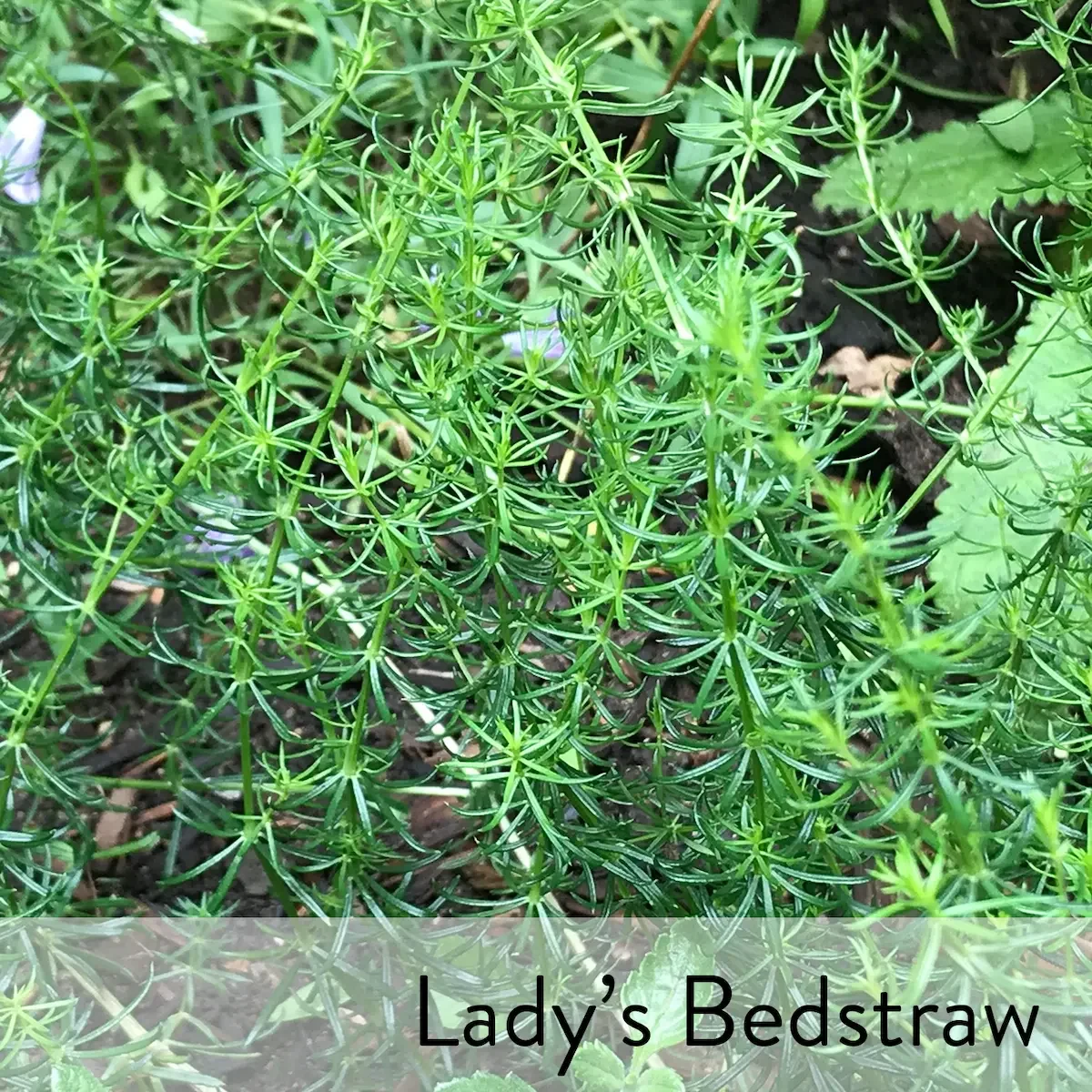 Canon slideshow bedstraw.webp