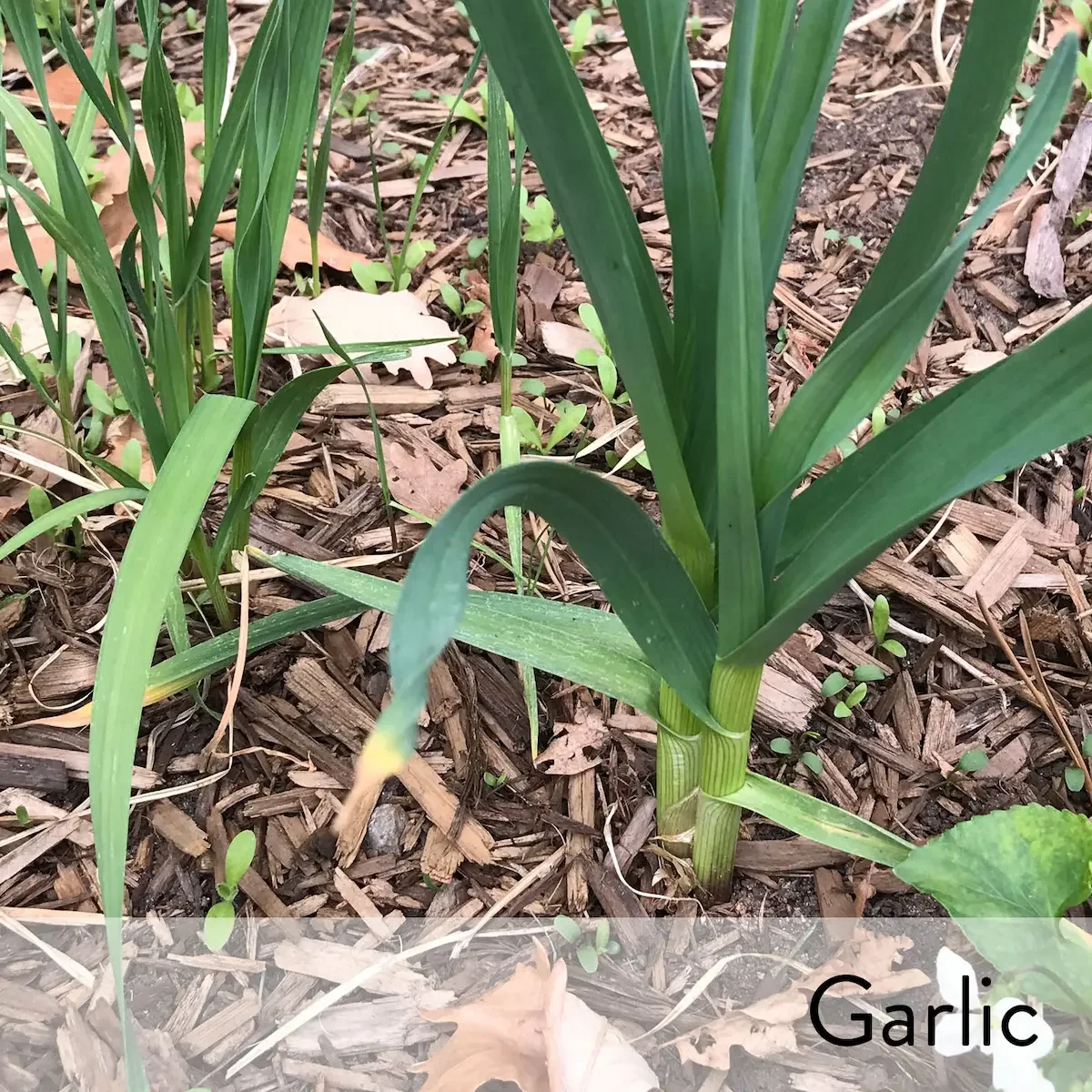 Canon slideshow garlic2.webp