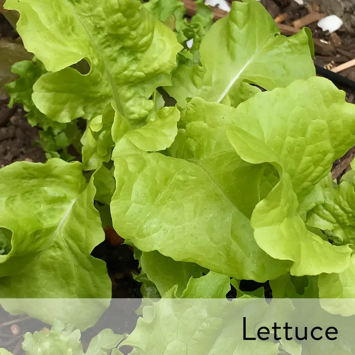 Canon slideshow lettuce2.webp