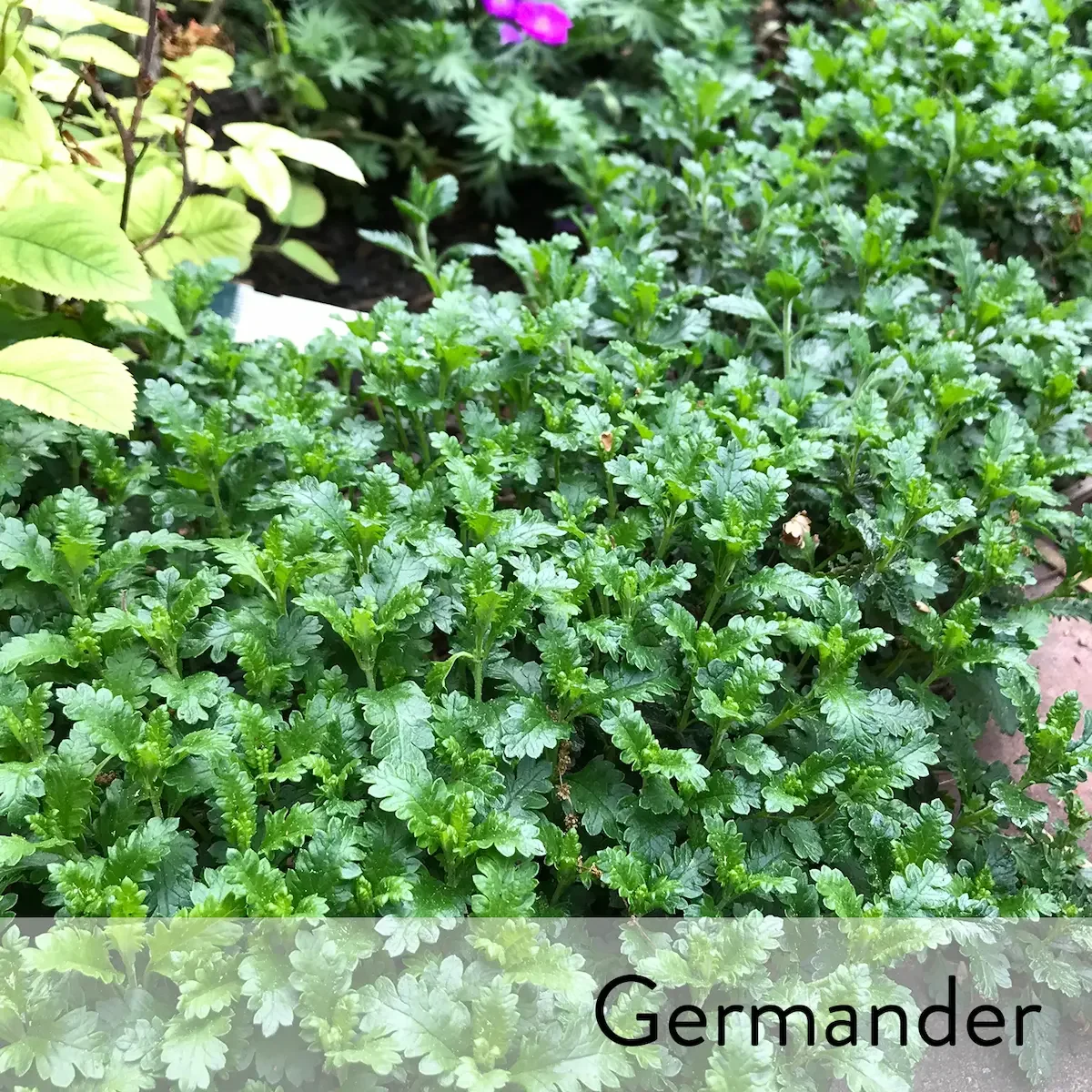 Canon slideshow germander.webp