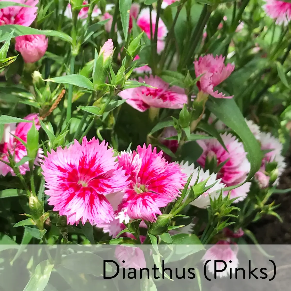 Canon slideshow dianthus2.webp