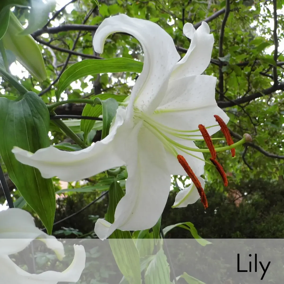 Canon slideshow white lily2.webp