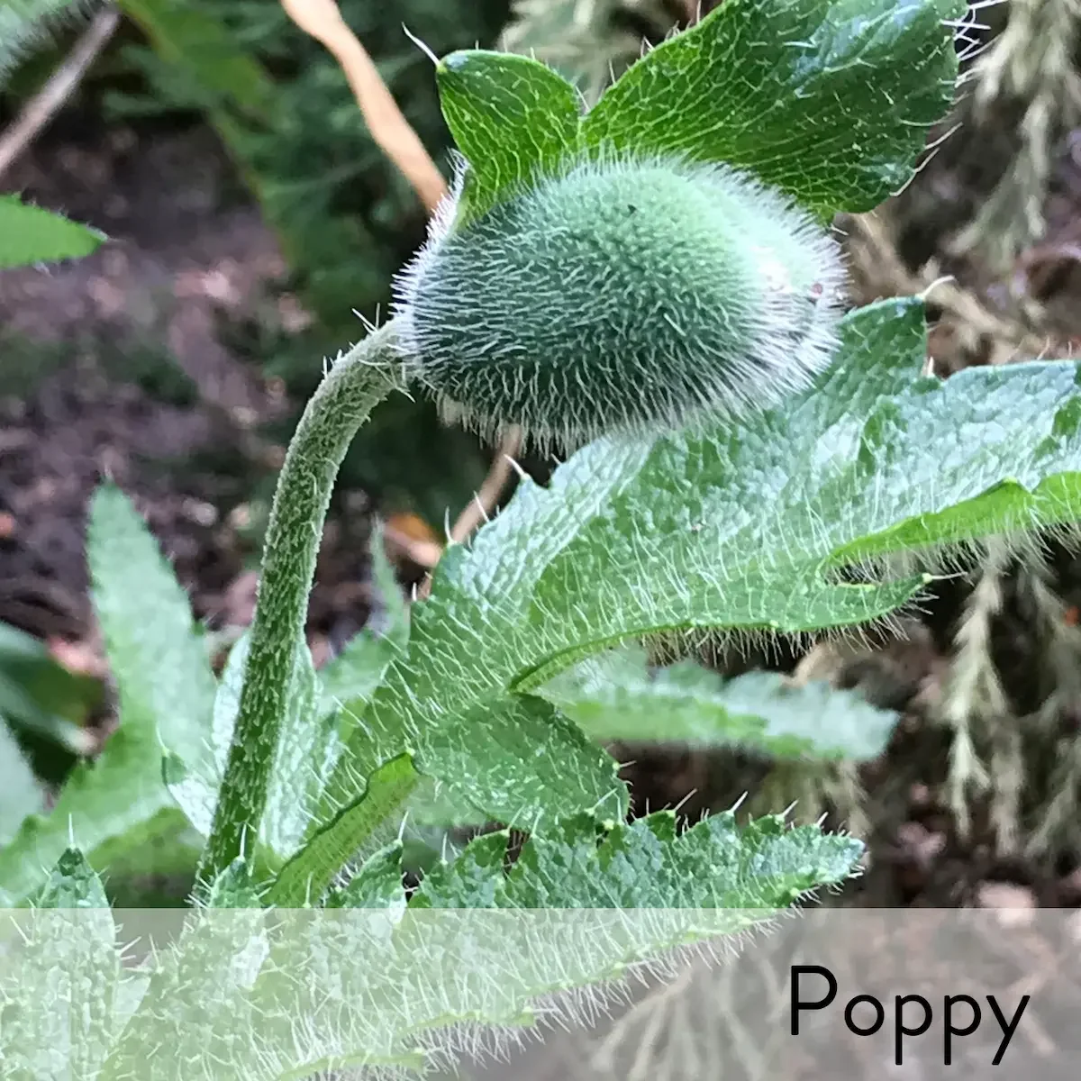 Canon slideshow poppy2.webp