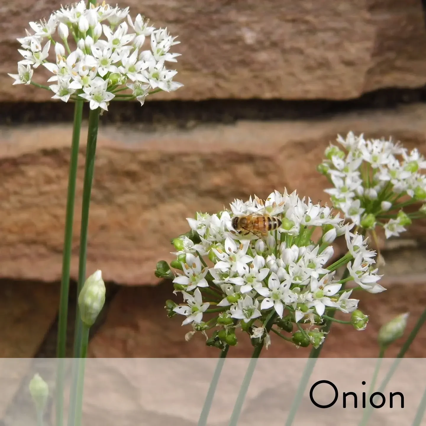 Canon slideshow onion2.webp