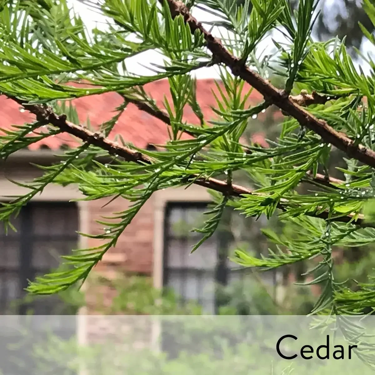 Canon slideshow cedar2.webp