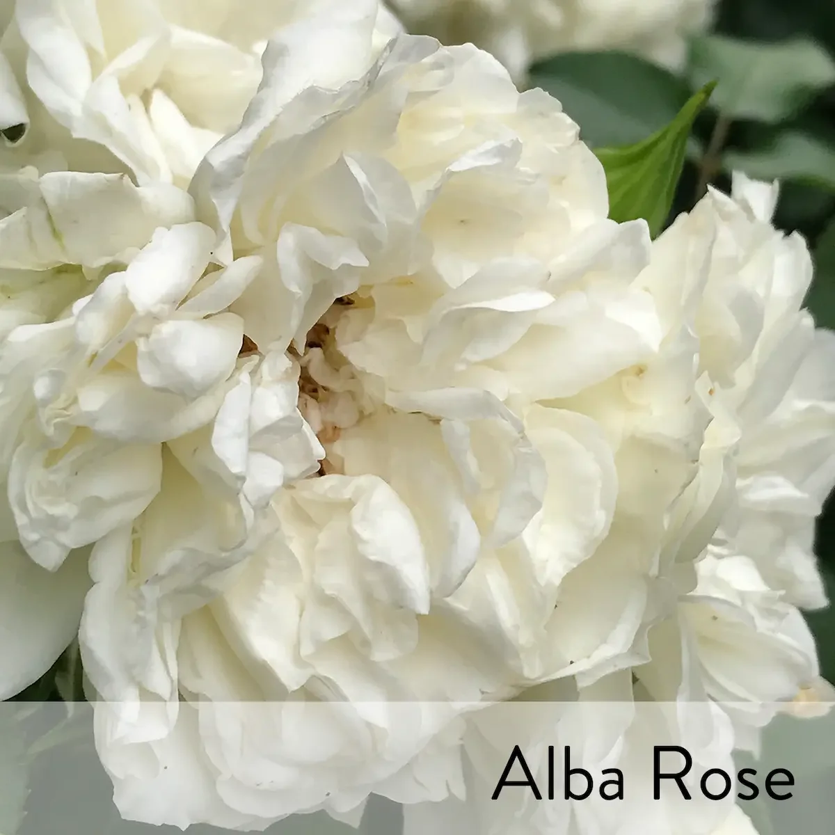 Canon slideshow alba Rose.webp