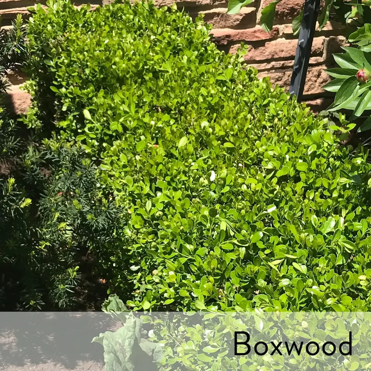 Canon slideshow boxwood2.webp