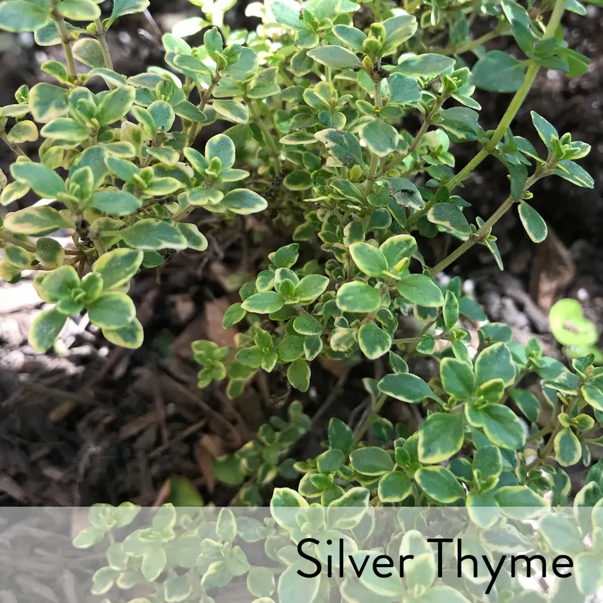 Canon slideshow silver thyme2.webp