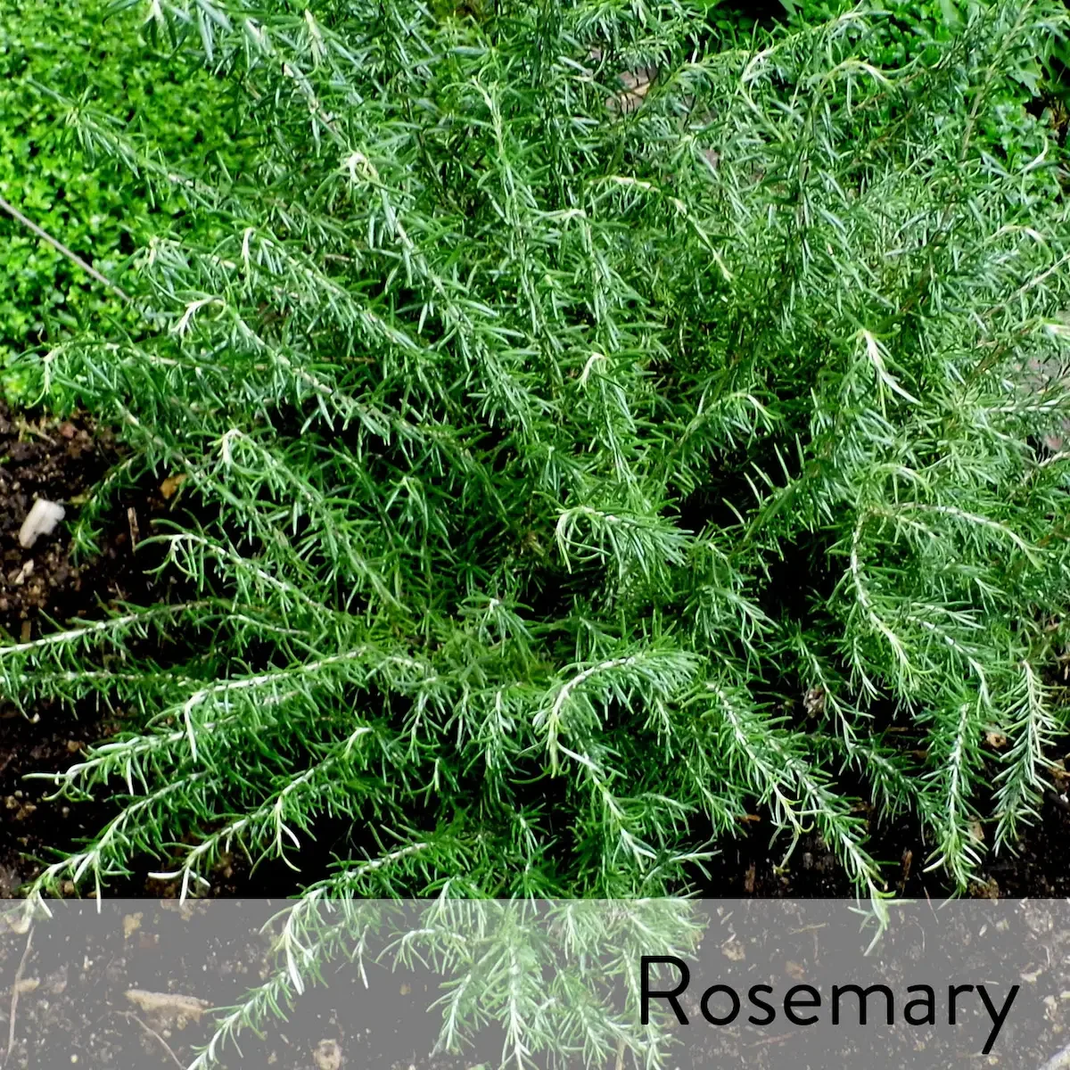 Canon slideshow rosemary2.webp