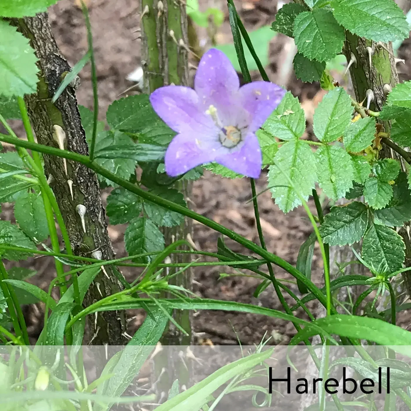 Canon slideshow harebell2.webp