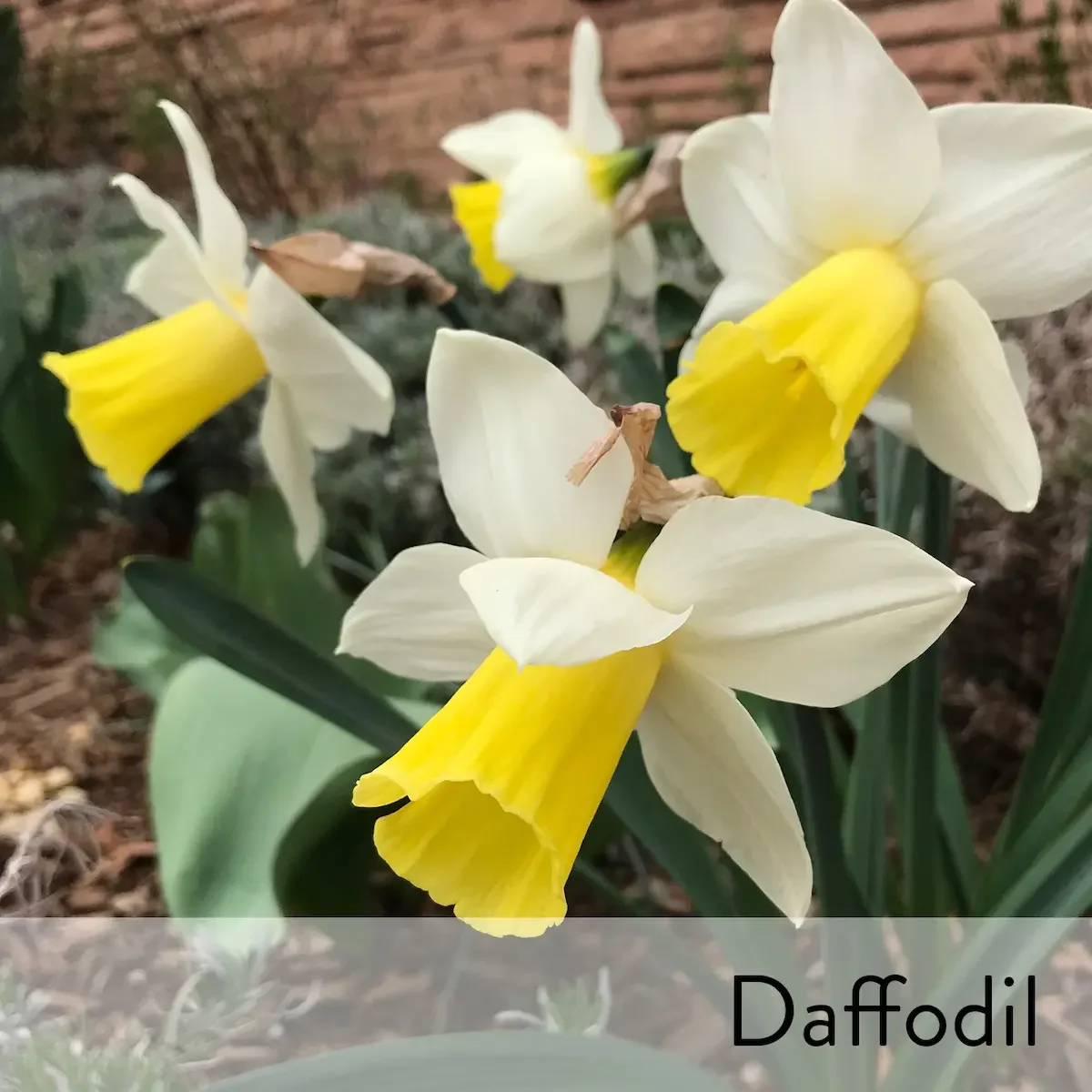Canon slideshow daffodil2.webp