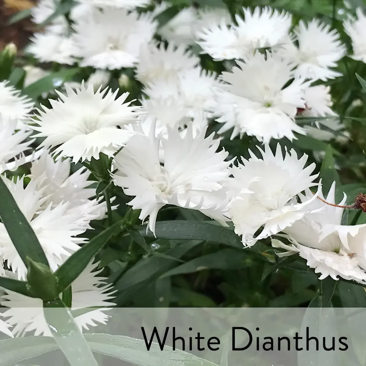 Canon slideshow white dianthus2.webp