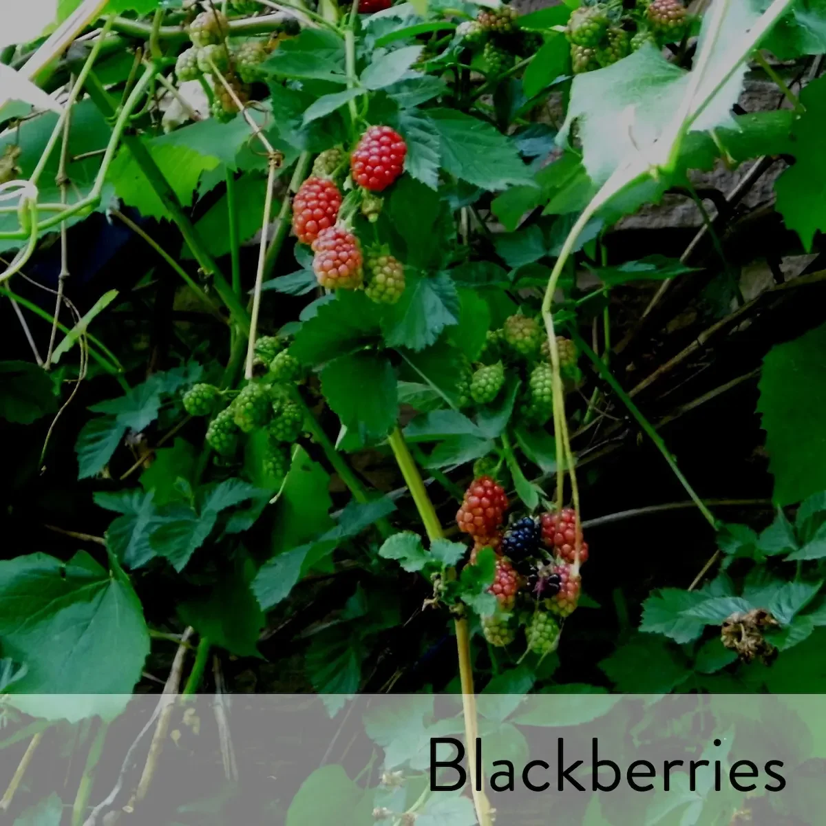 Canon slideshow blackberries2.webp