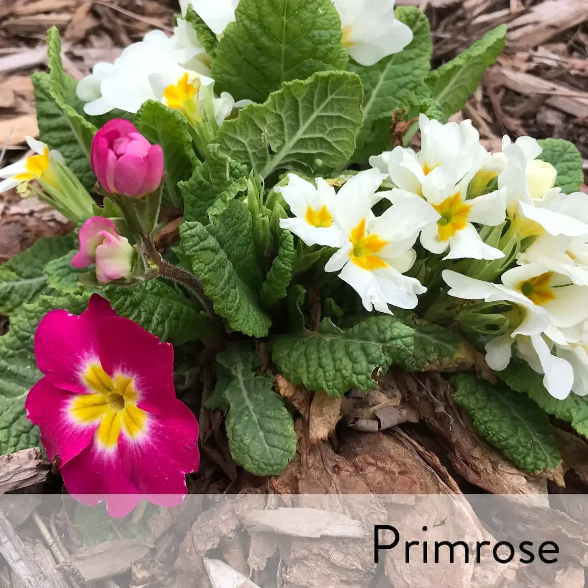 Canon slideshow primrose colorful2.webp