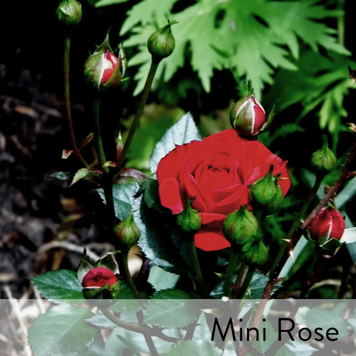 Canon slideshow mini rose2.webp