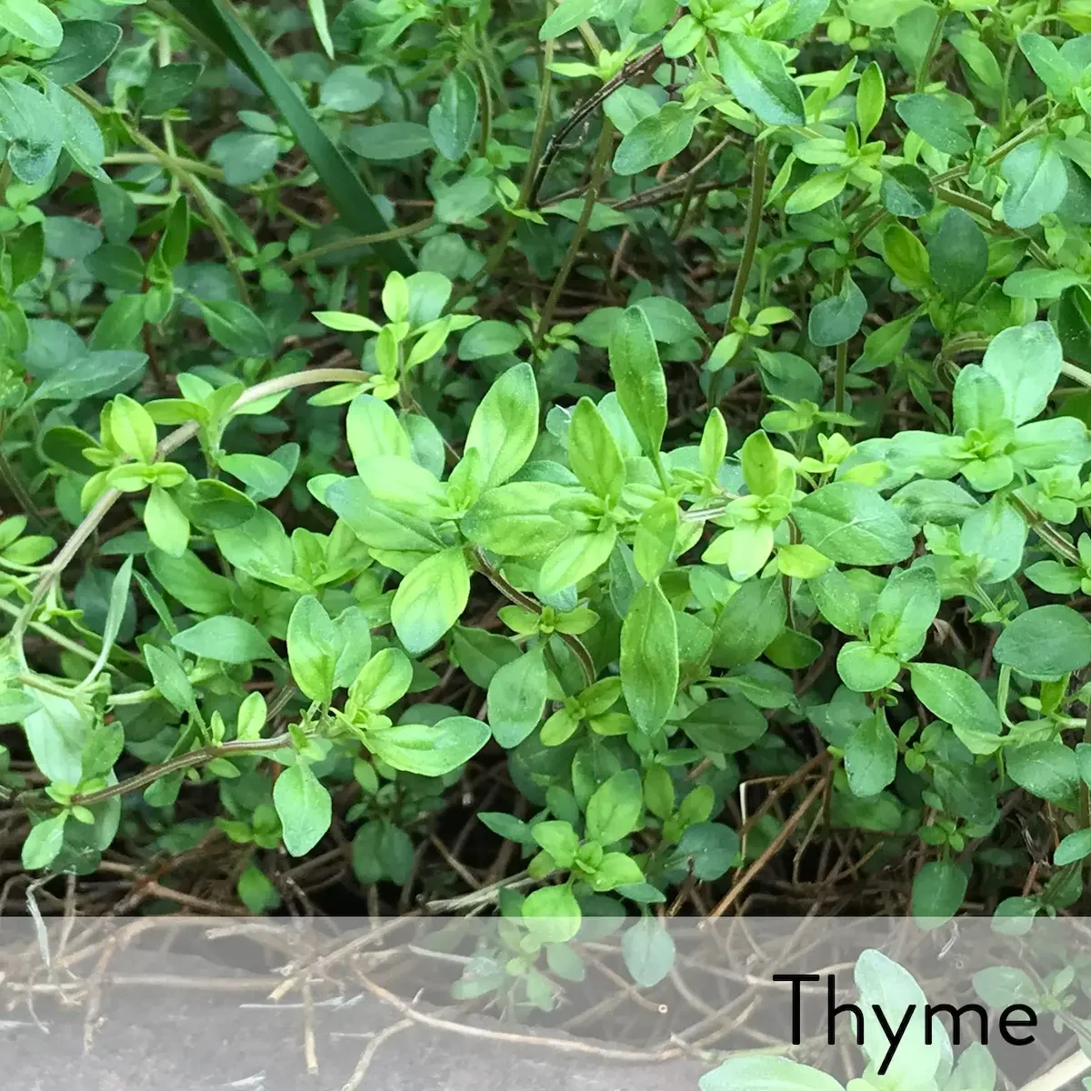 Canon slideshow thyme.webp